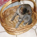 Beardsley in a basket