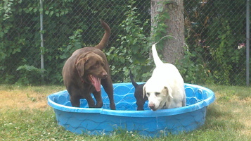 Everybody into the pool!