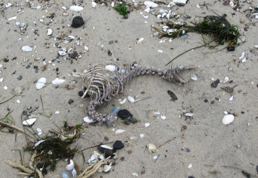Everything washes up, including a seal skeleton.