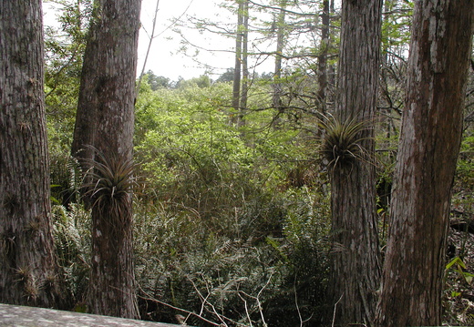 Airplants growing on trees