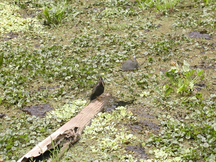 Anhinga and Common Cooter turtle