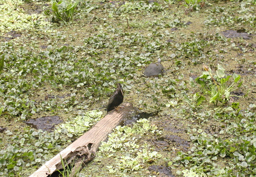 Anhinga and Common Cooter turtle