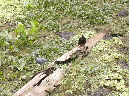 Left: Little Blue Heron   Right: Anhinga