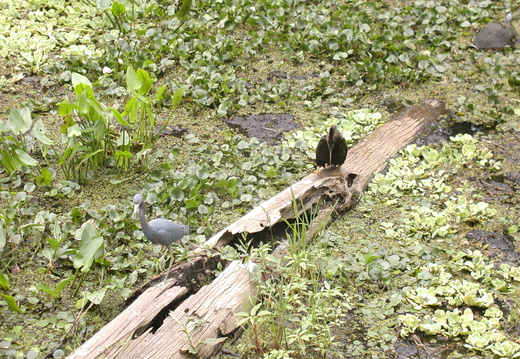 Left: Little Blue Heron   Right: Anhinga