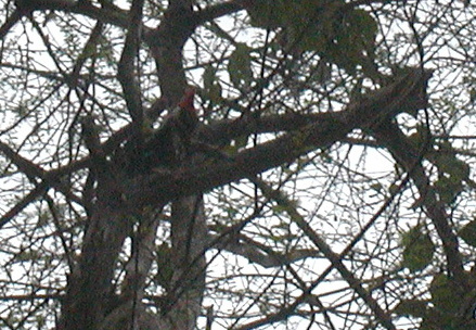 Another view (officially Pileated Woodpecker)