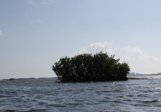 A grown up oyster bar, now a mangrove tree island.