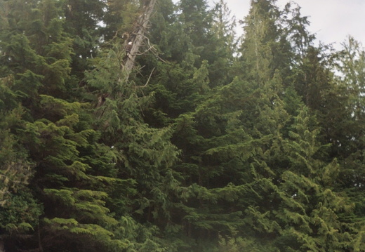 A bald eagle in the tree (middle of picture)