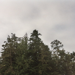 A bald eagle was seen at the top of these trees.