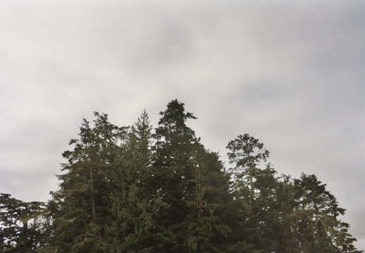 A bald eagle was seen at the top of these trees.