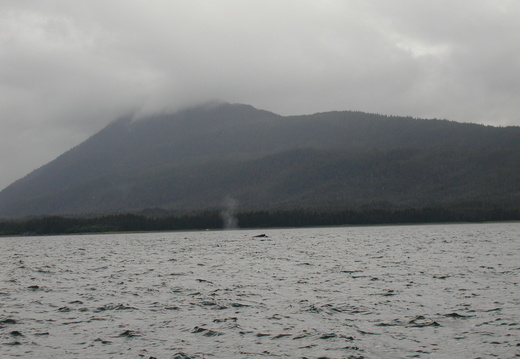 The back of a humpback whale with the rest of the blow.