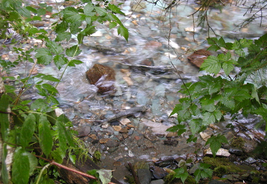 4 salmon swimming up stream.