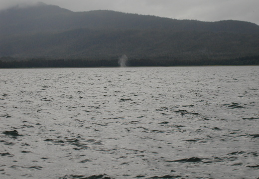 There's the whale blow!