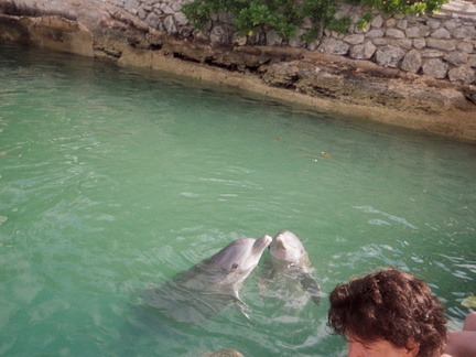 A dolphin kiss