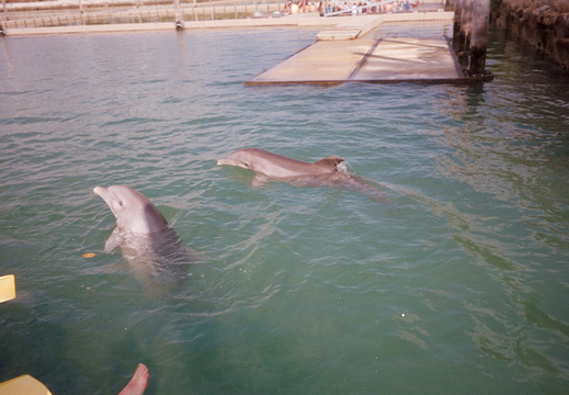 2 of 4 of the dolphins