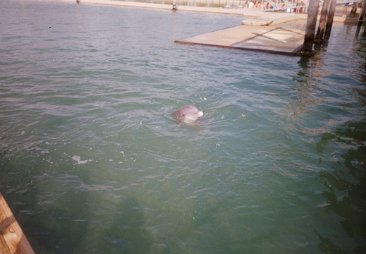 One dolphin waiting
