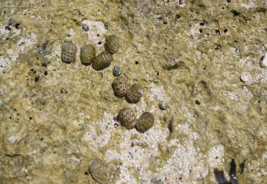 Older snail colony...