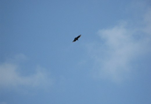 Bald Eagle flying around