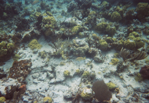 Different coral