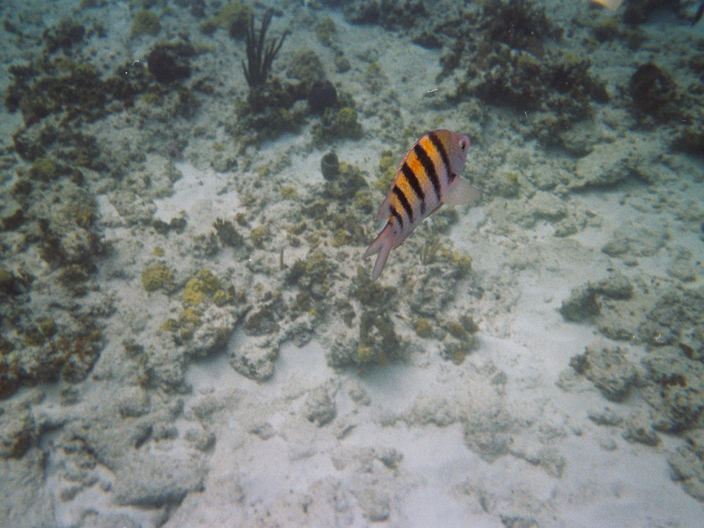 Close-up with Yellow/black fish