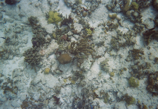 Overhead view of coral
