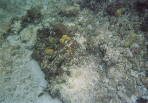 Reef cluster