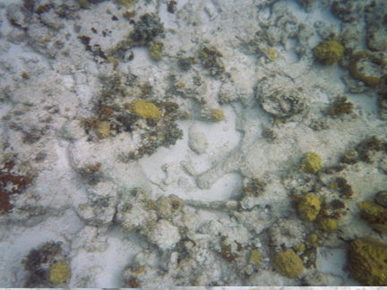 Sand covered coral