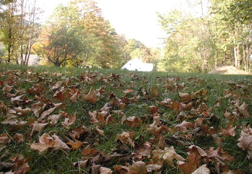 Another view of fall at a dog's eye level
