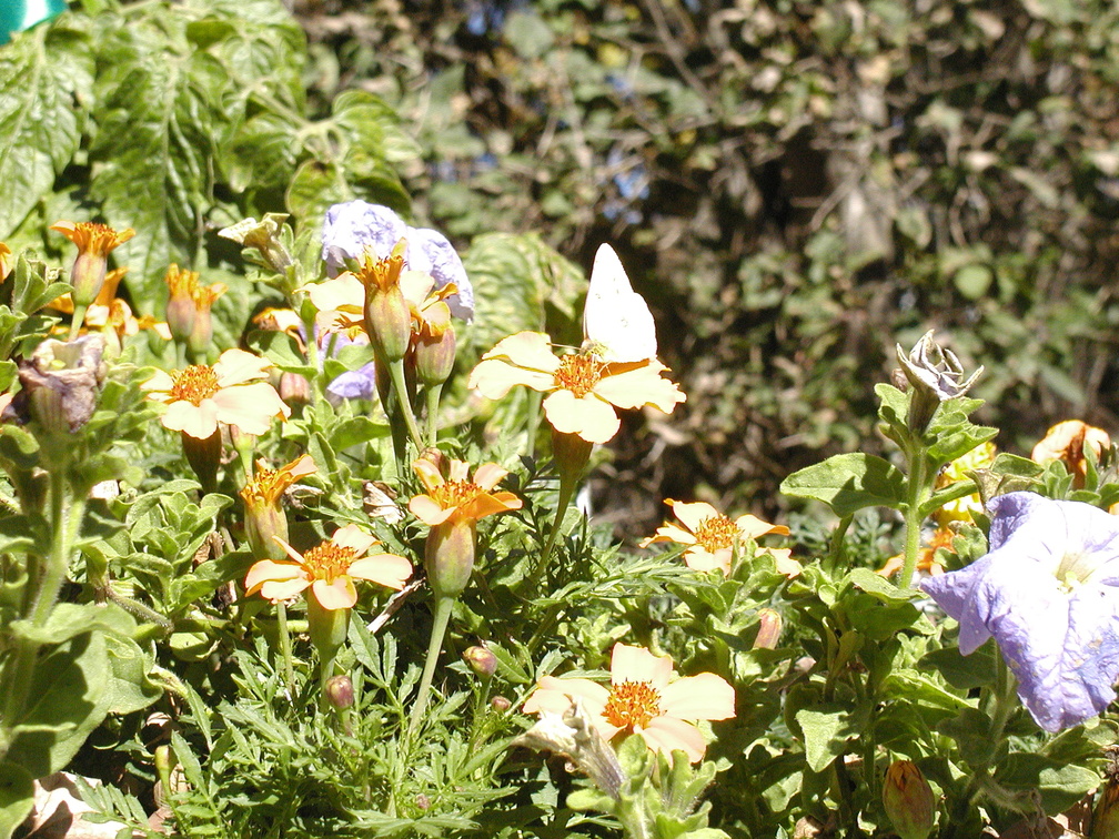 Can you find the yellow butterfly?