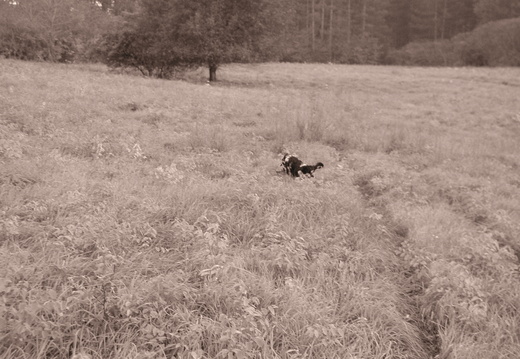Rosie running in the field