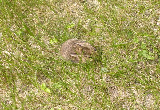 Baby rabbit hopped out of our house's side garden.