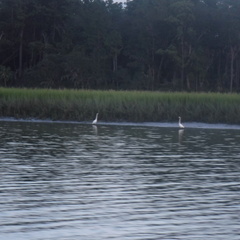Herons at the water's egde