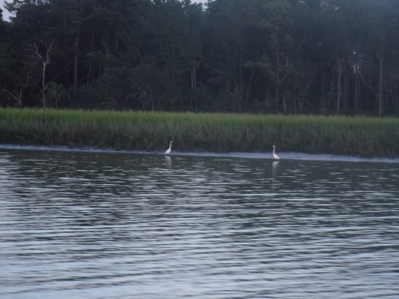 Herons at the water's egde
