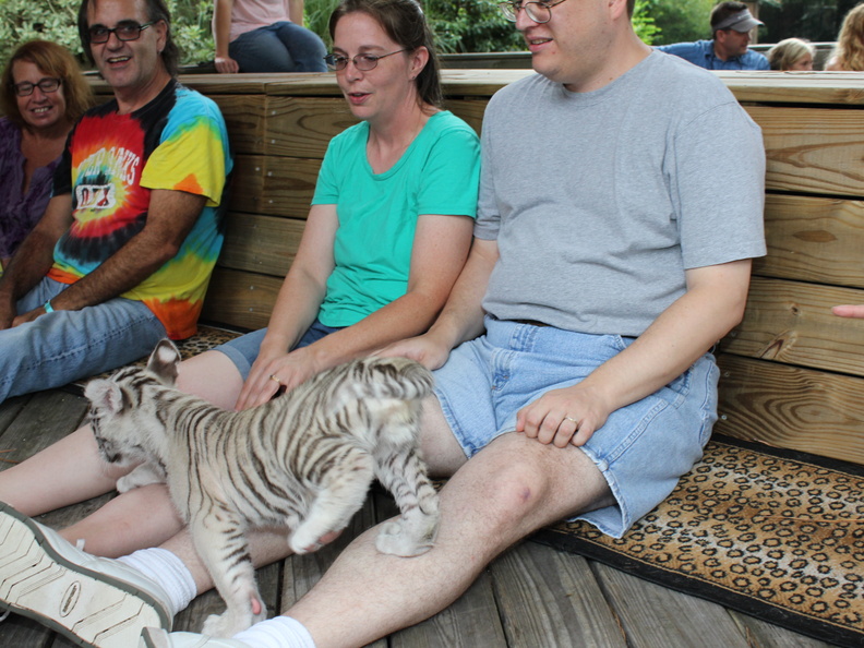 Petting a tiger cub