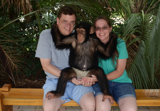 Cuddling a chimpanzee