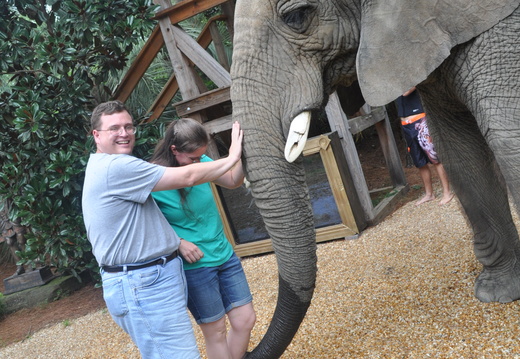 I can't believe I'm petting an elephant!
