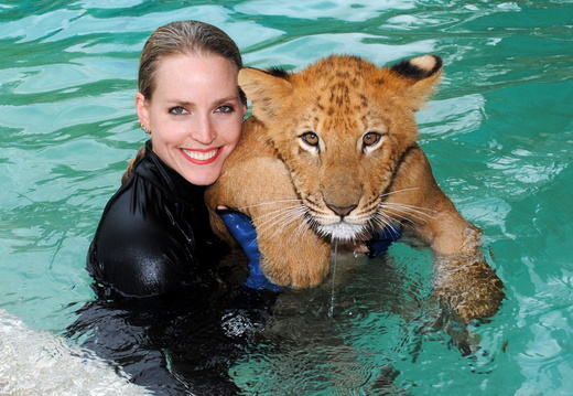 Aries the Liger Baby Swimming