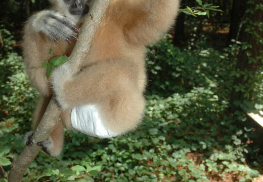 Yogi the Gibbon