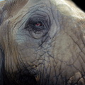 Elephant Eye_1600x1064.JPG