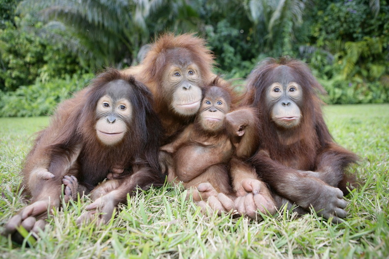 Orangutan Family_1600x1067.jpg