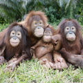Orangutan Family_1600x1067.jpg