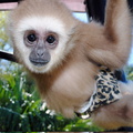 Saiuka the Baby Gibbon