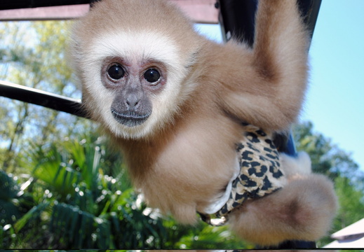 Saiuka the Baby Gibbon