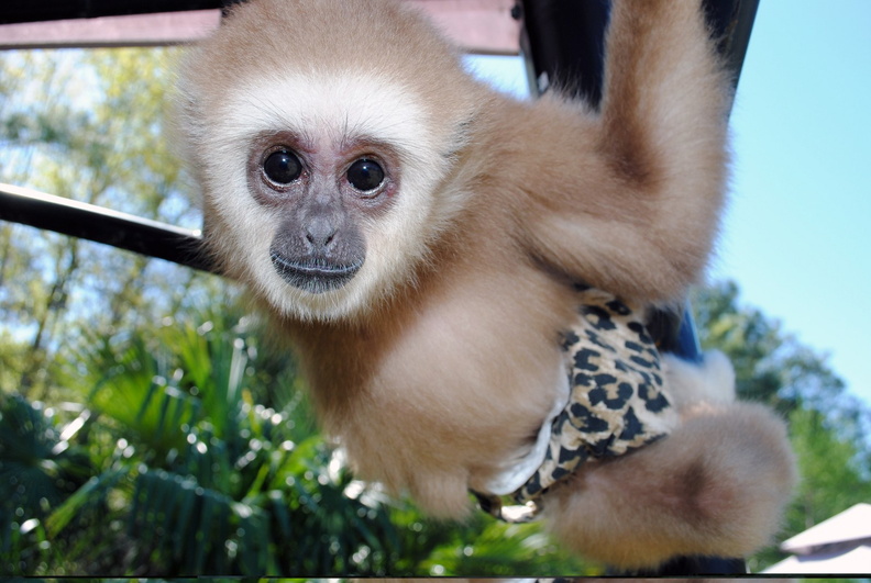 Saiuka the Baby Gibbon_1600x1074.JPG