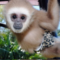 Saiuka the Baby Gibbon_1600x1074.JPG