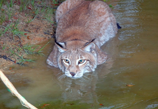 Stalking Lynx