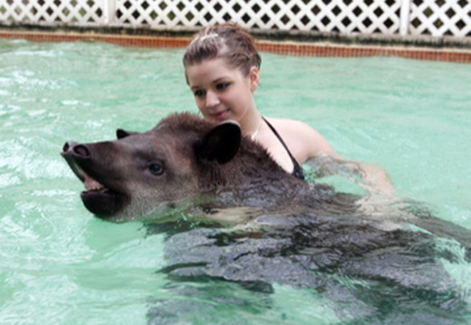 Swimming Tapir