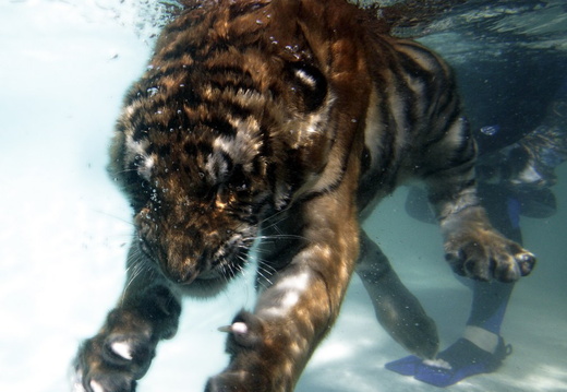 Tiger Dive