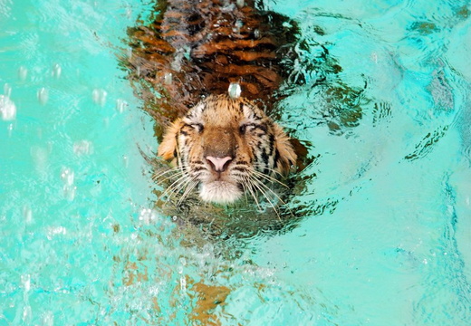 Tiger Paddle