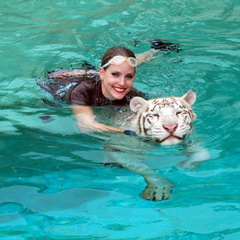Tiger Swim 2