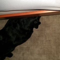 I think I can still fit under the bed!